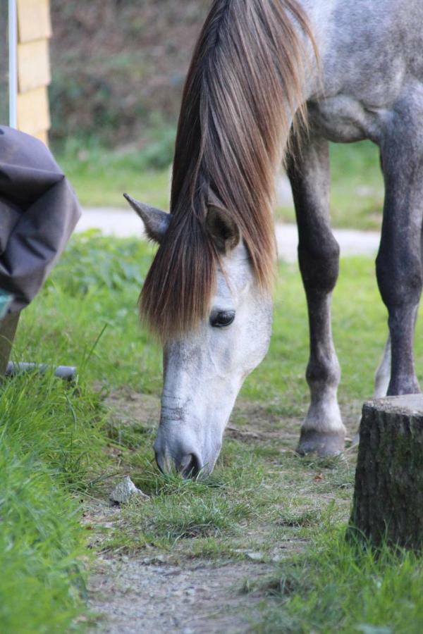 Une Roulotte Et Des Chevaux Trefflean Bagian luar foto