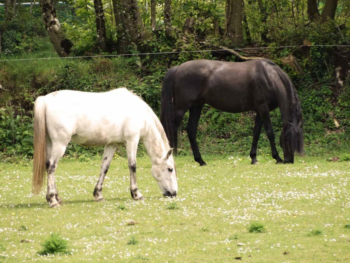 Une Roulotte Et Des Chevaux Trefflean Bagian luar foto